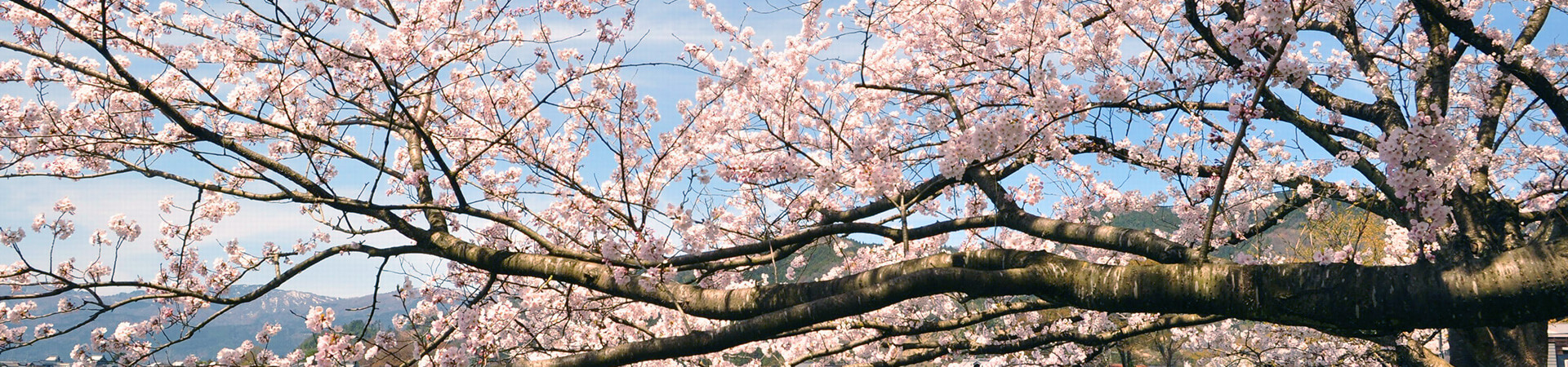 春の高島にお花見に行こう！たかしま　桜前線と花めぐり