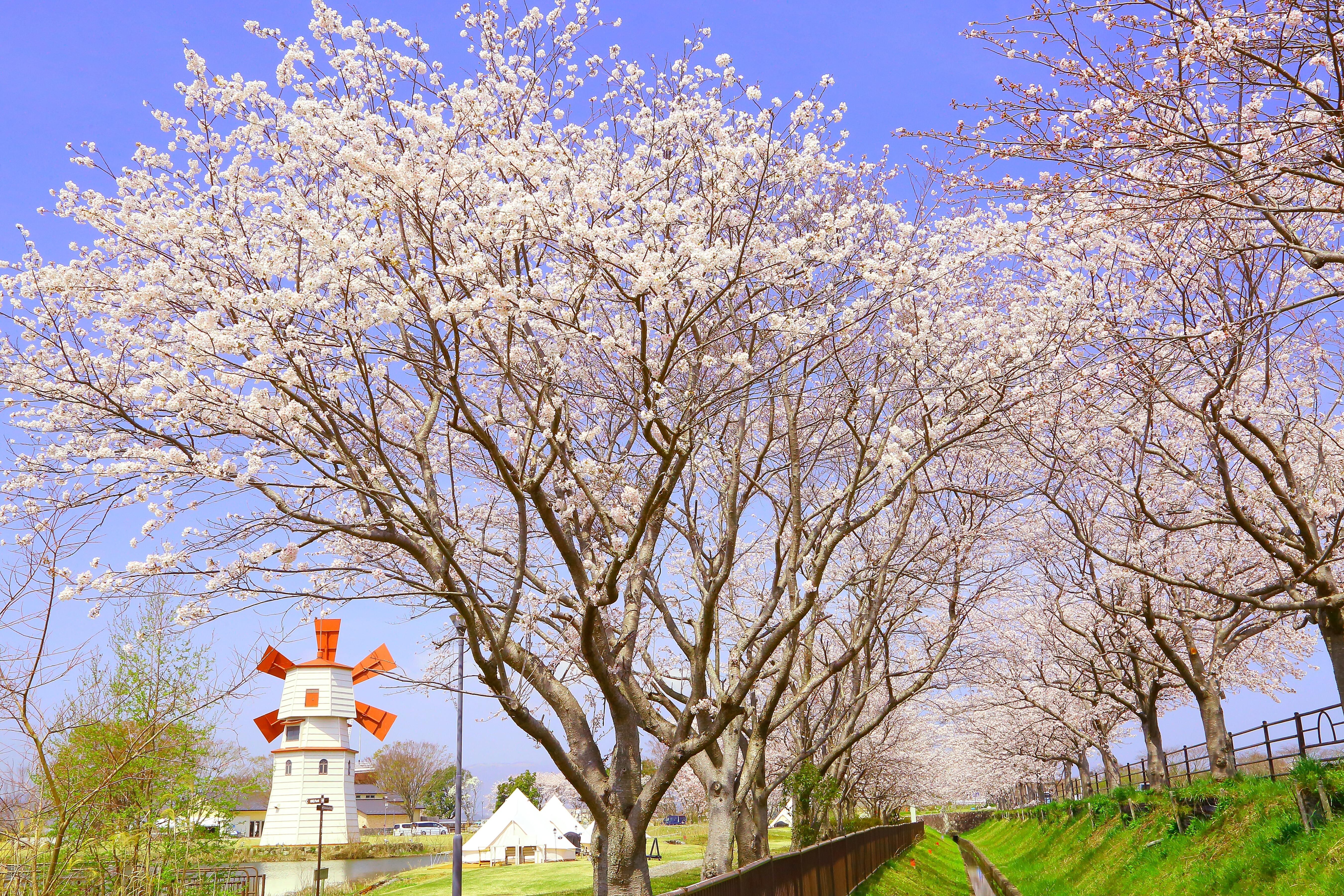 風車街道の桜並木