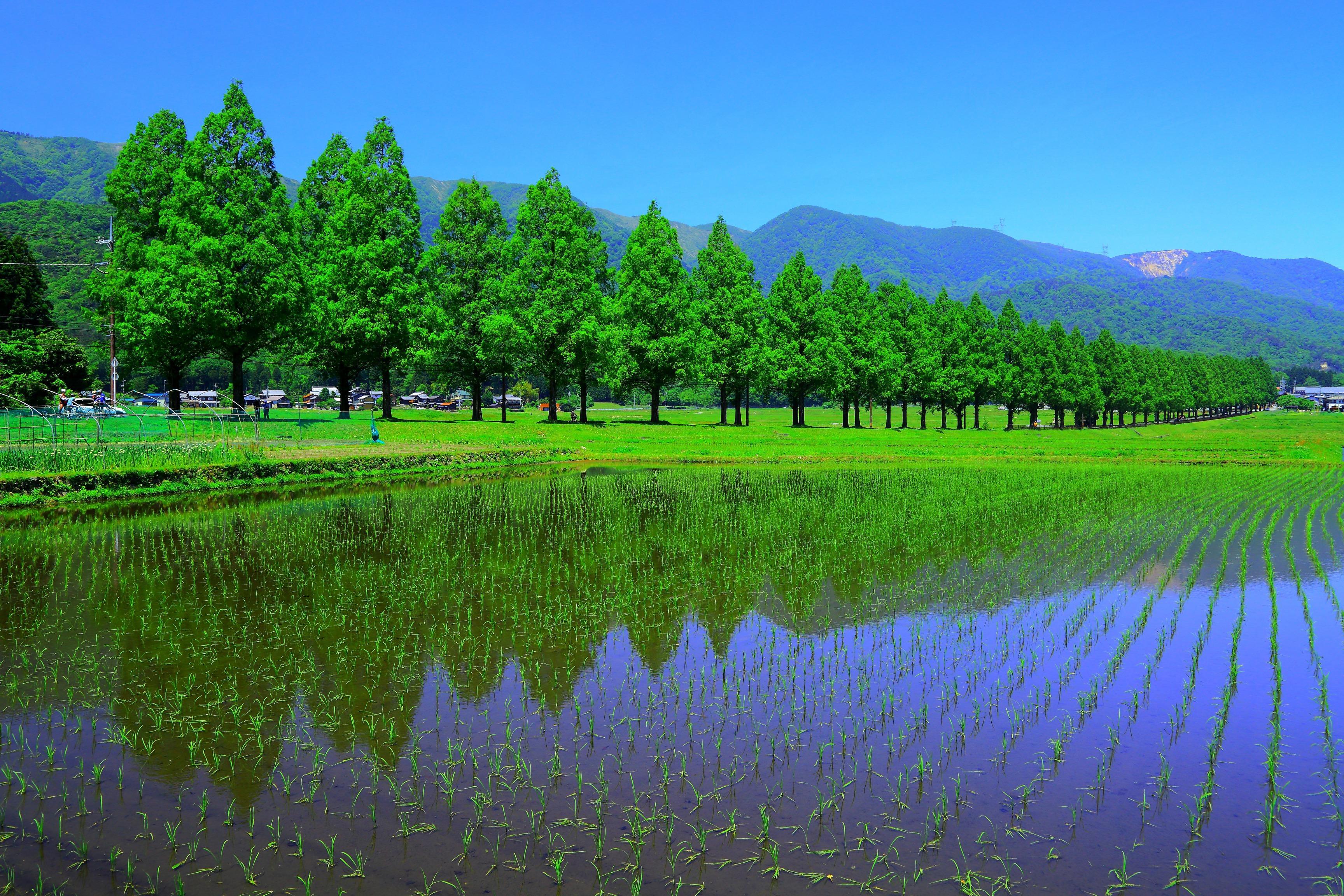 Avenue of Metasequoias