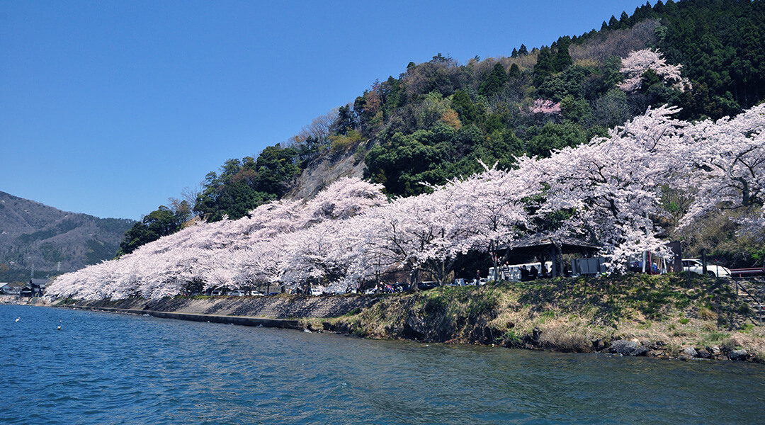 海津大崎の桜