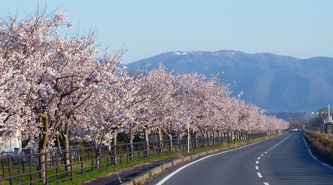 風車街道の桜