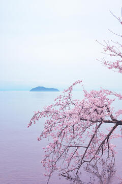 海津大崎の桜