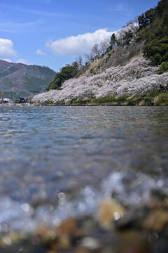 海津大崎の桜