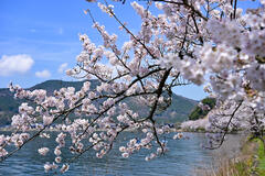 海津大崎の桜