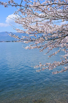 海津大崎の桜