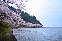 海津大崎の桜