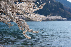 海津大崎の桜