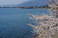 海津大崎の桜