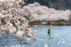 海津大崎の桜