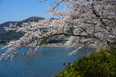 海津大崎の桜