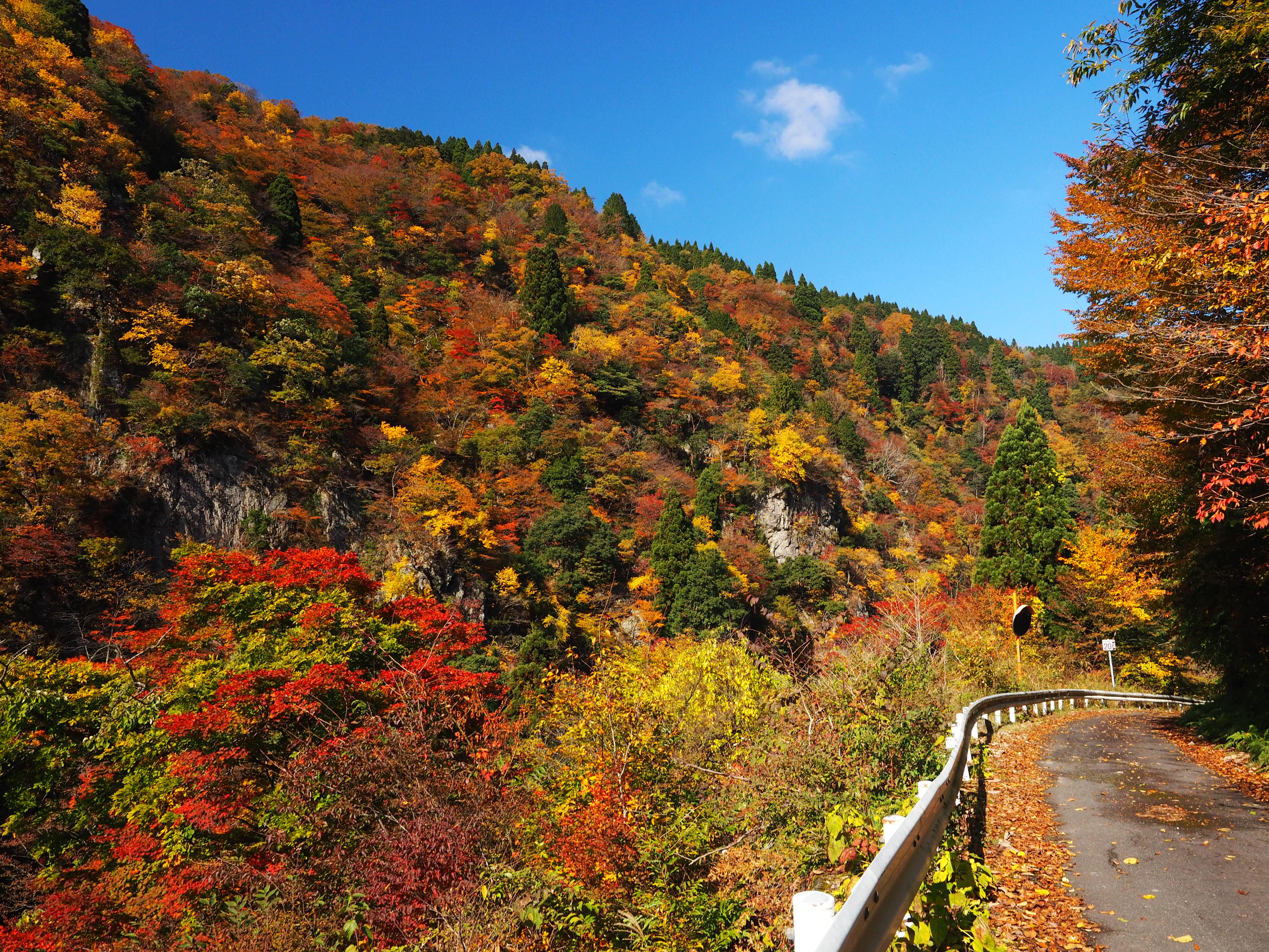 家族旅行村ビラデスト今津周辺の紅葉