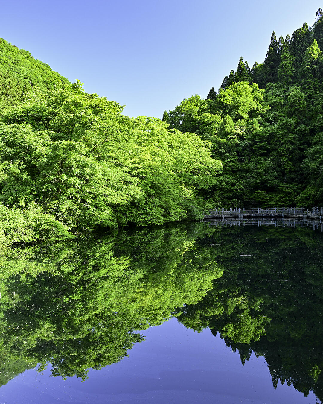 もみじ池