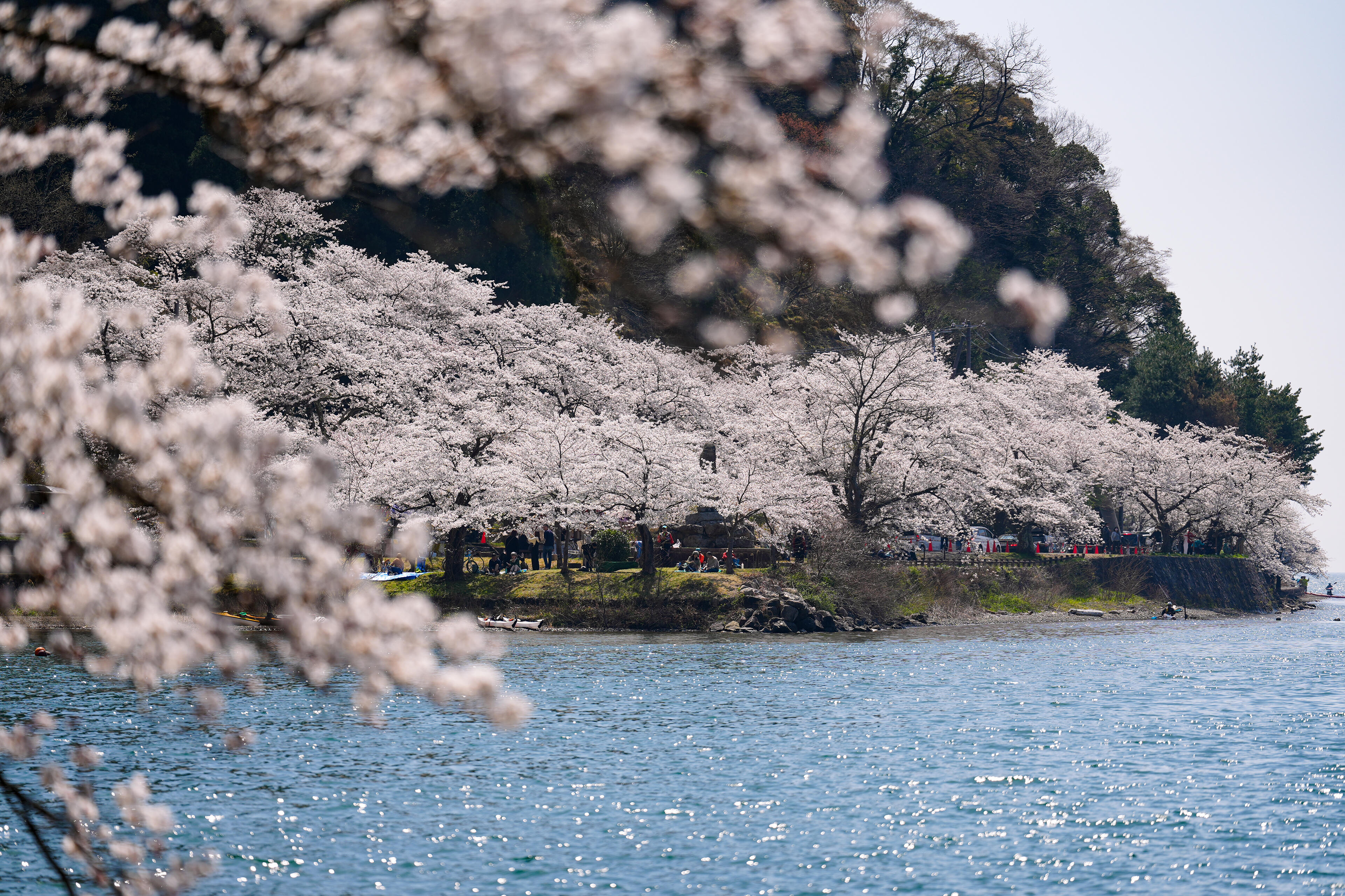 海津大崎の桜