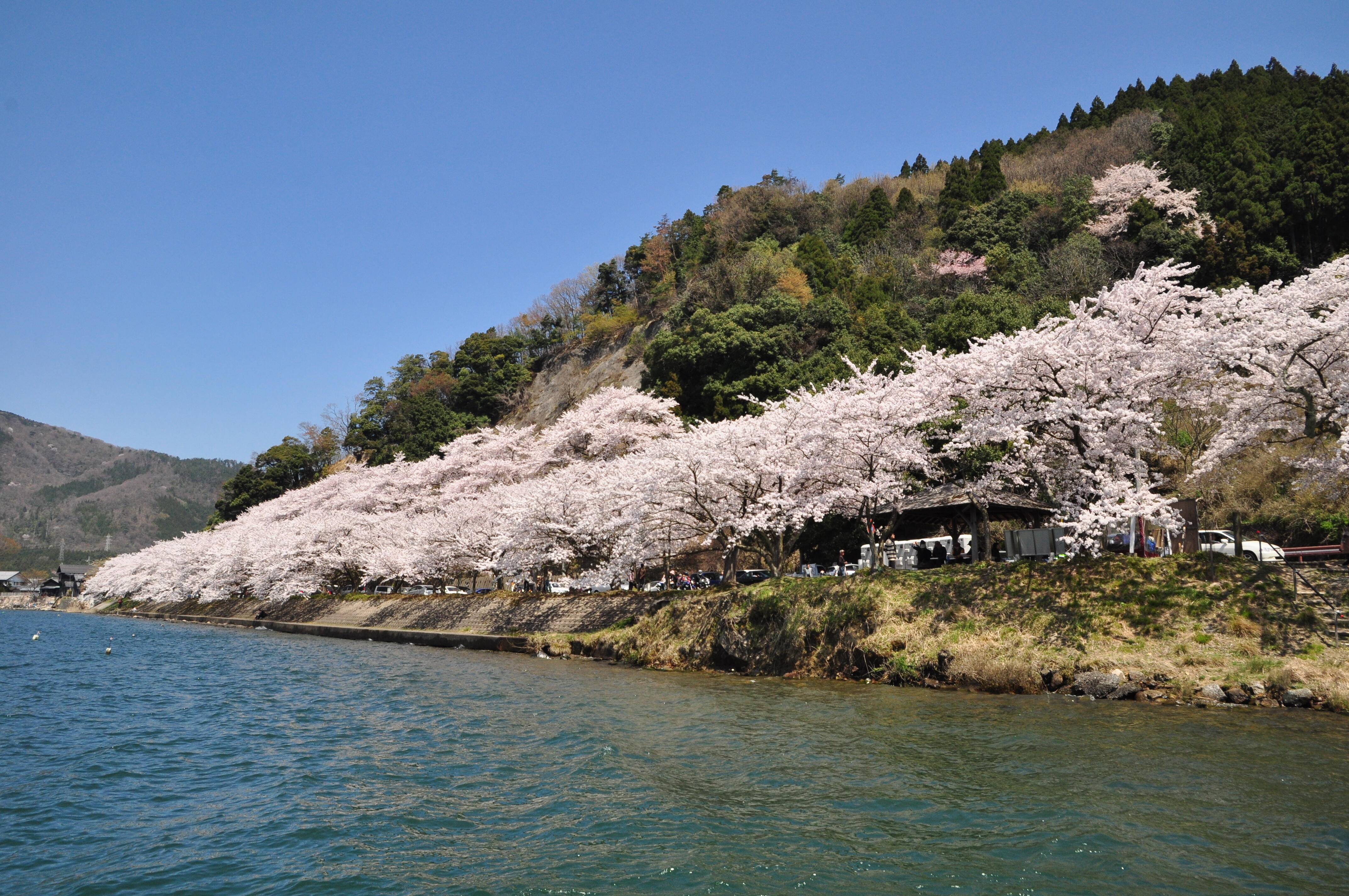 海津大崎の桜