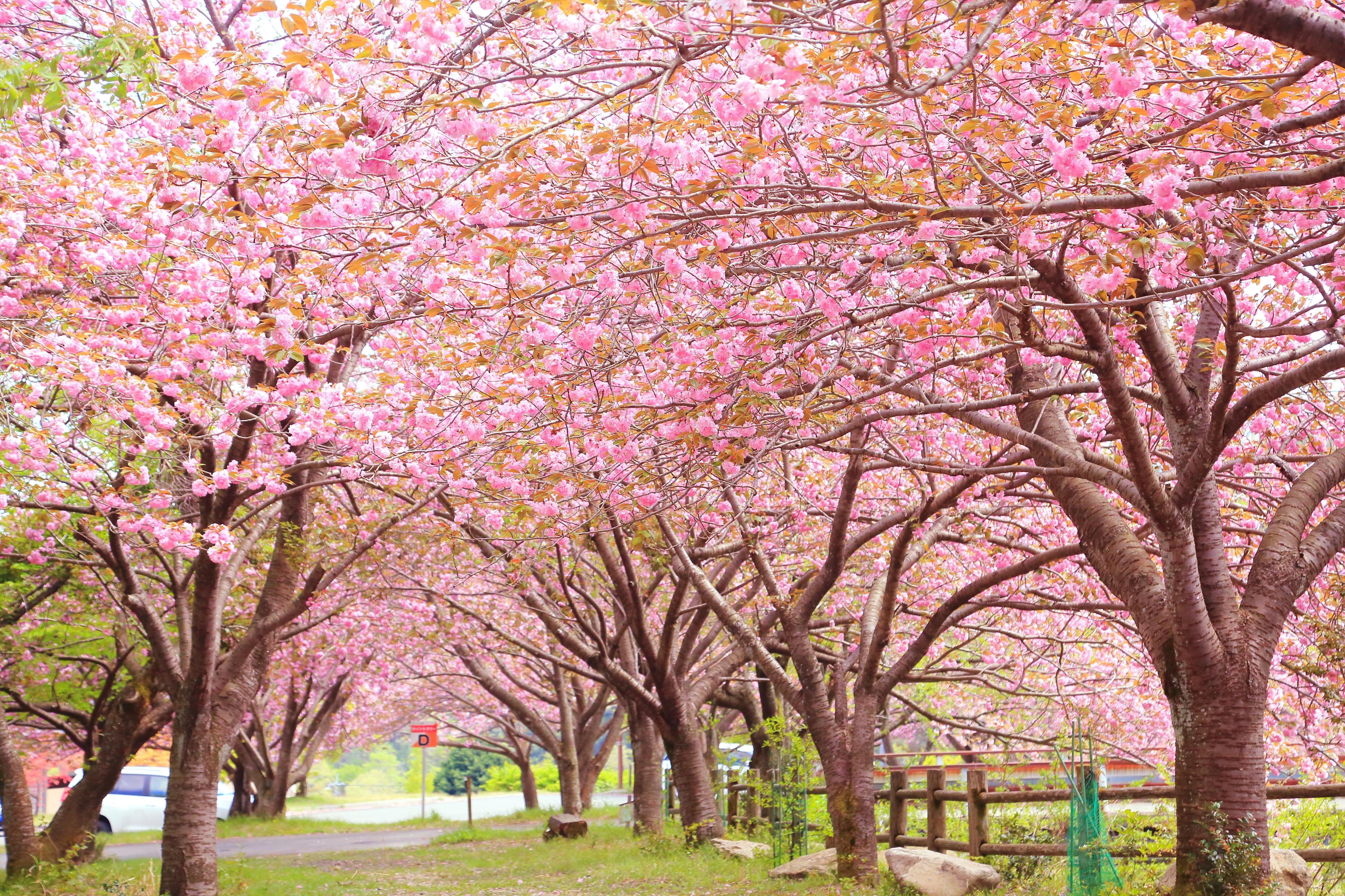 マキノ高原千本桜