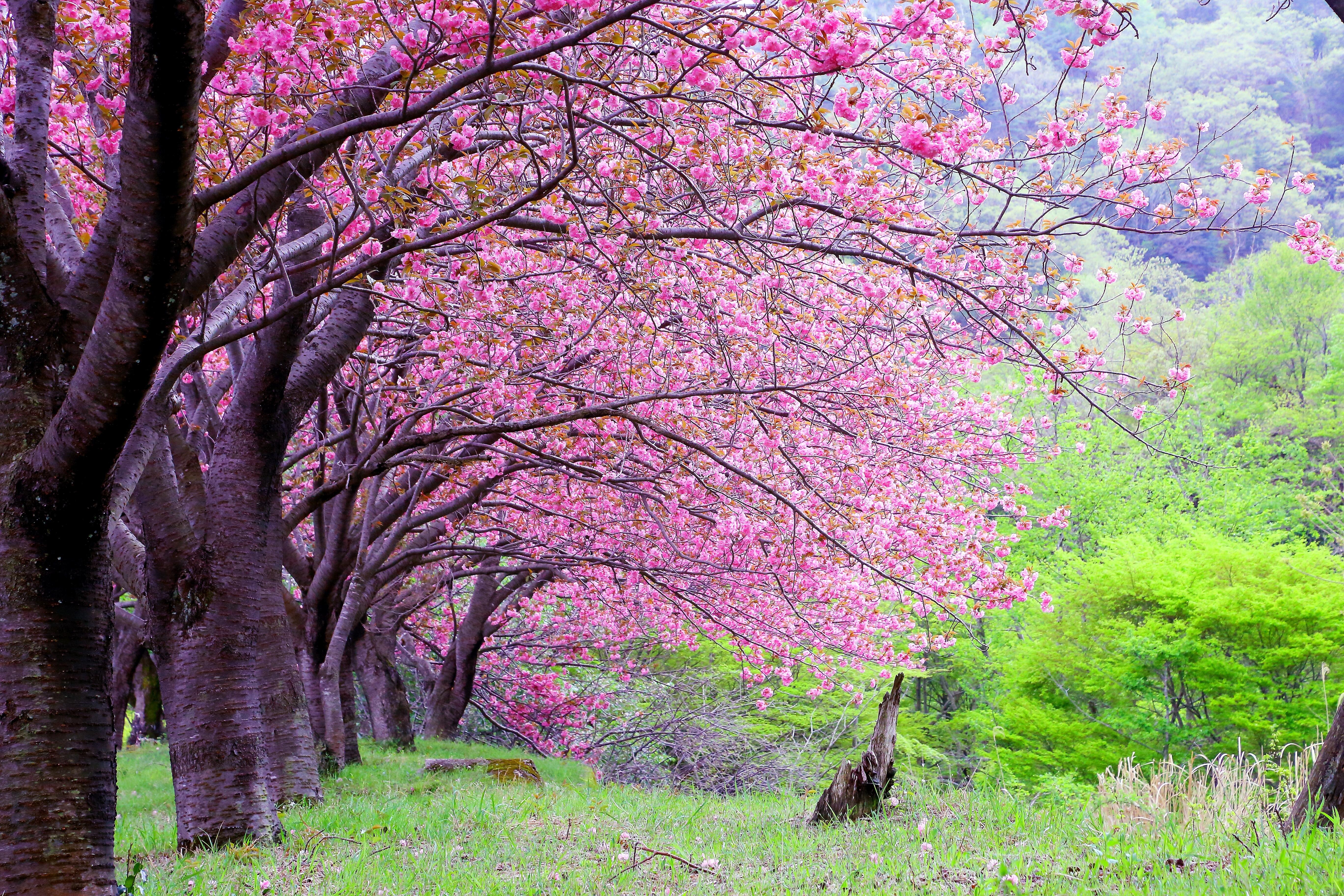 マキノ高原千本桜