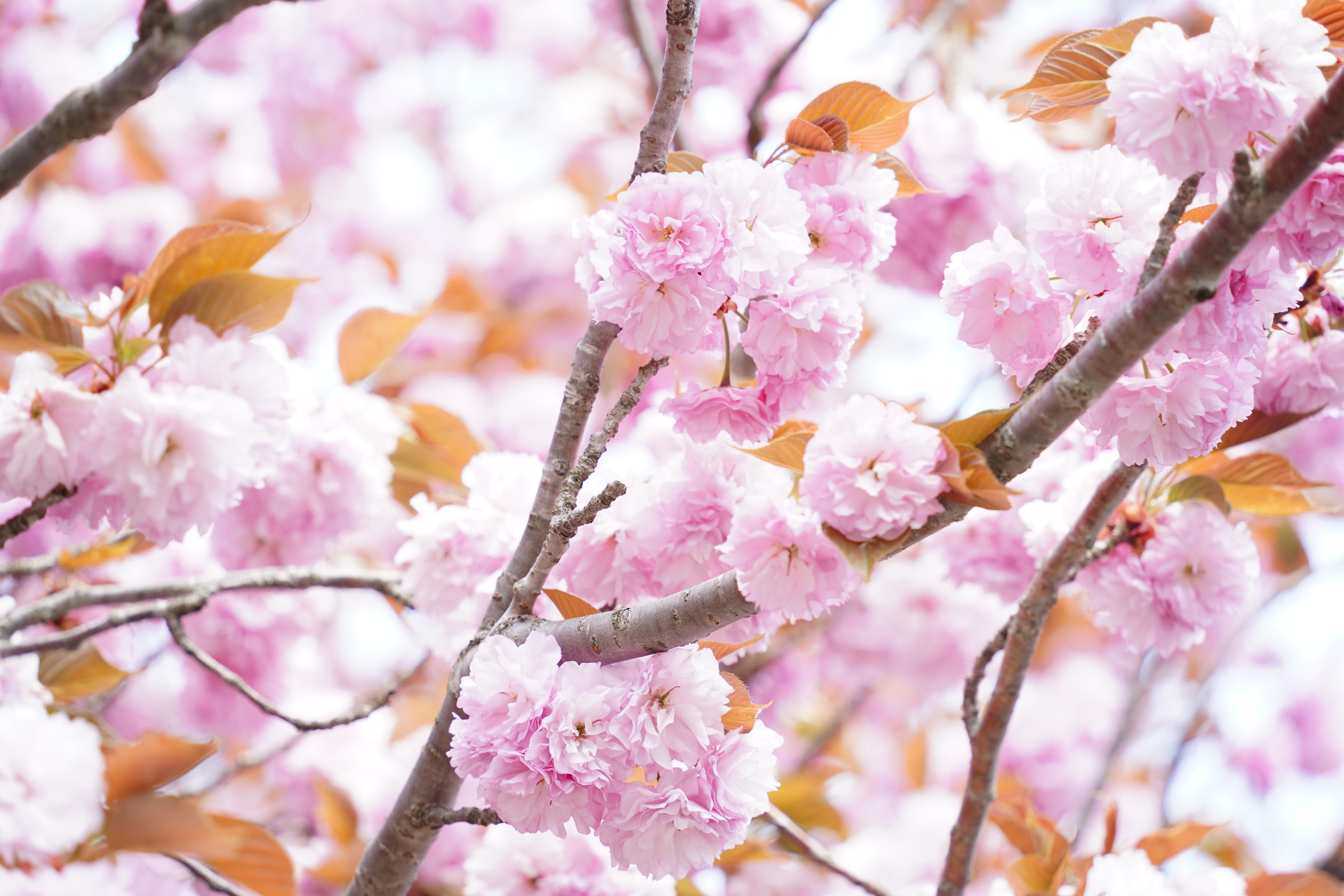 マキノ高原千本桜