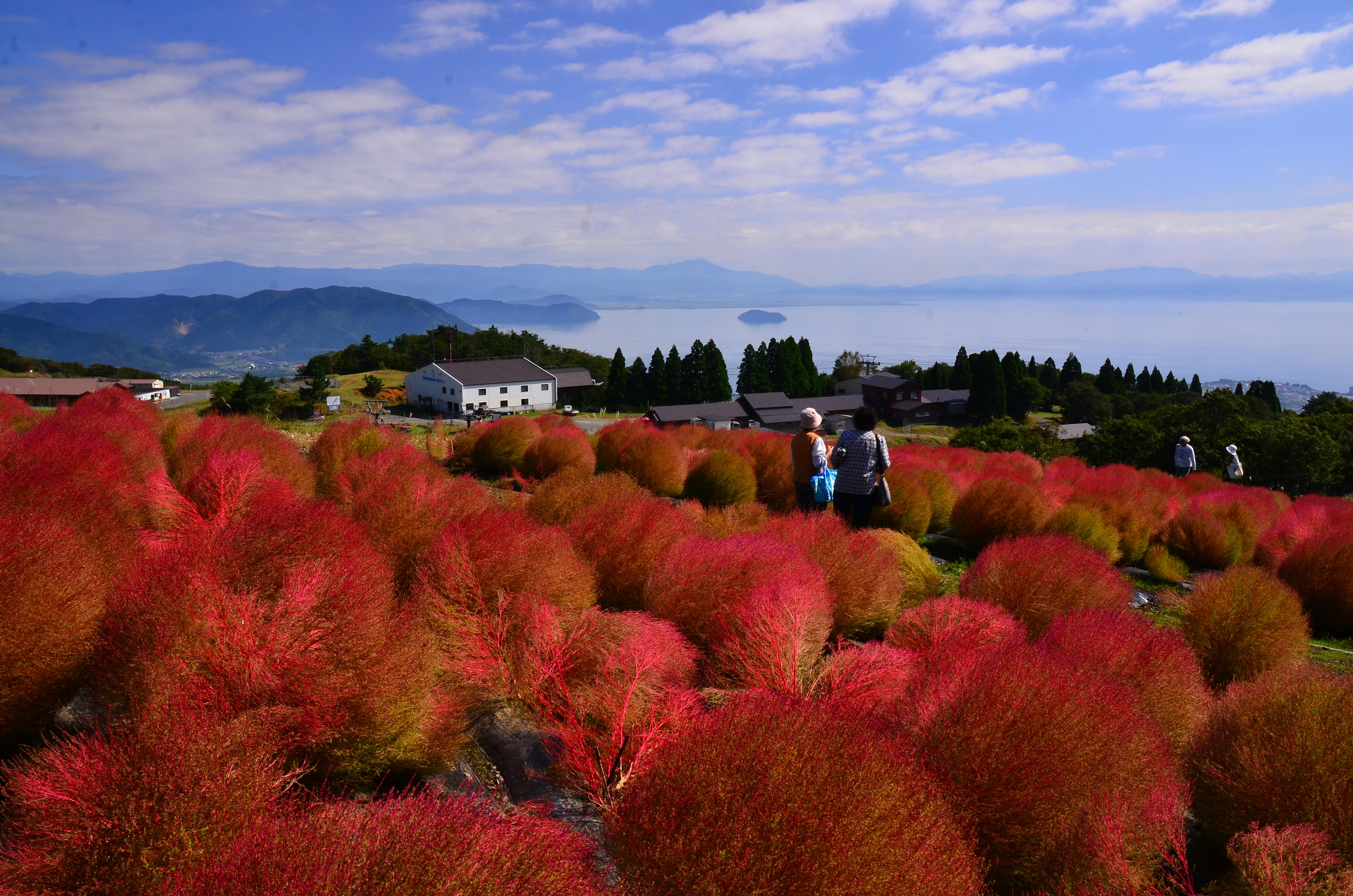 館山花 – 館山 花しぶきリゾート – GWCA