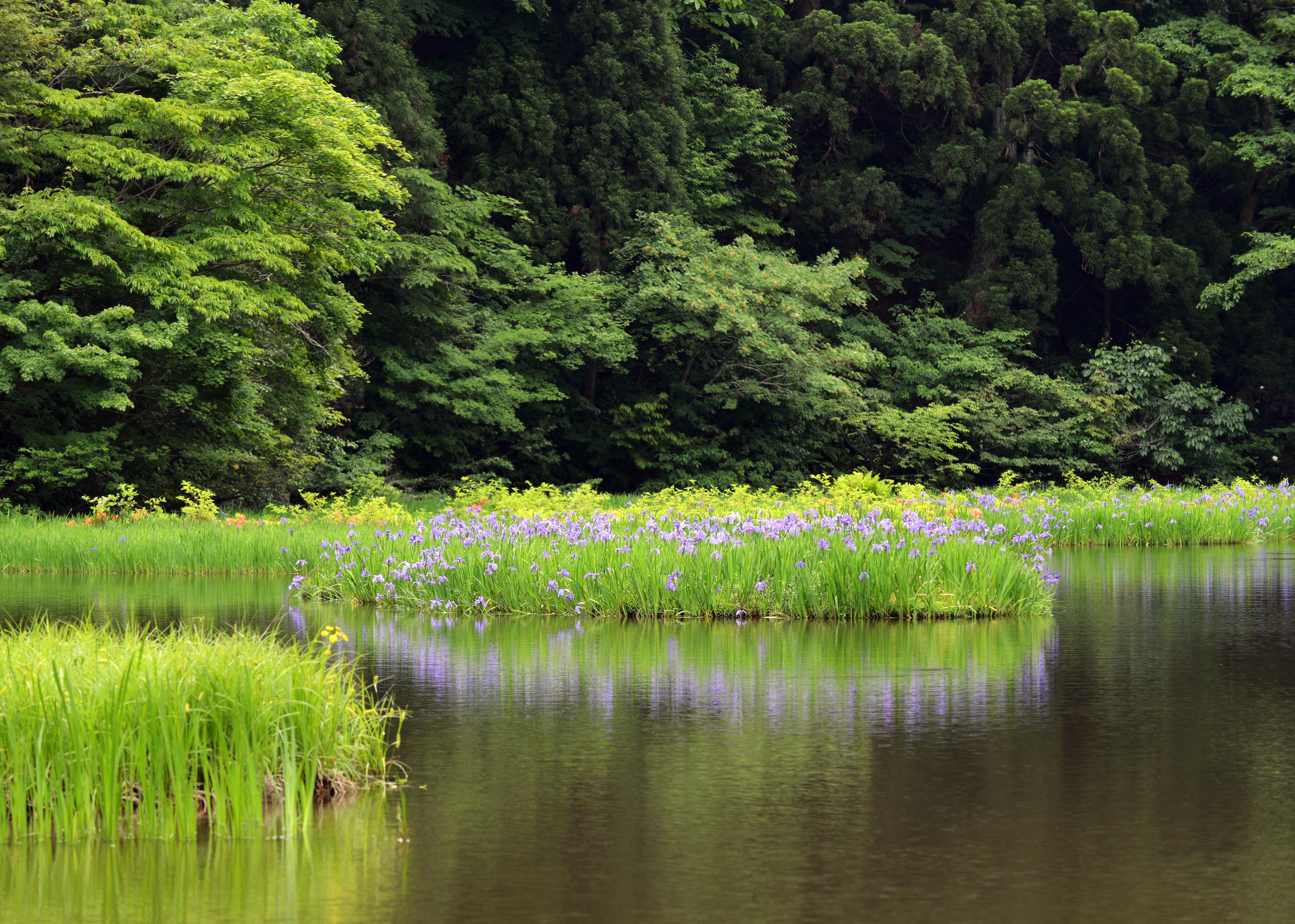 カキツバタ群生地