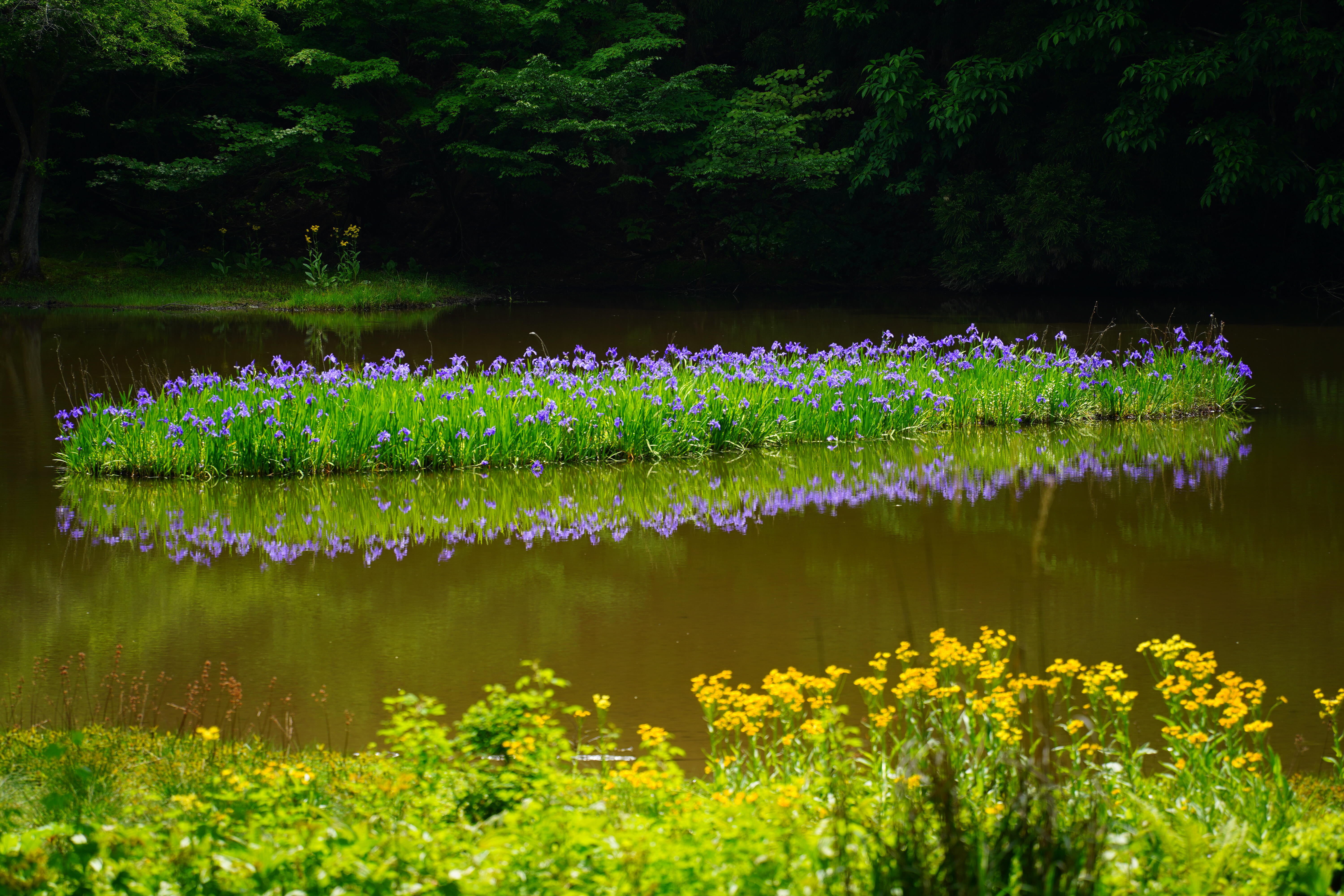 カキツバタ群生地