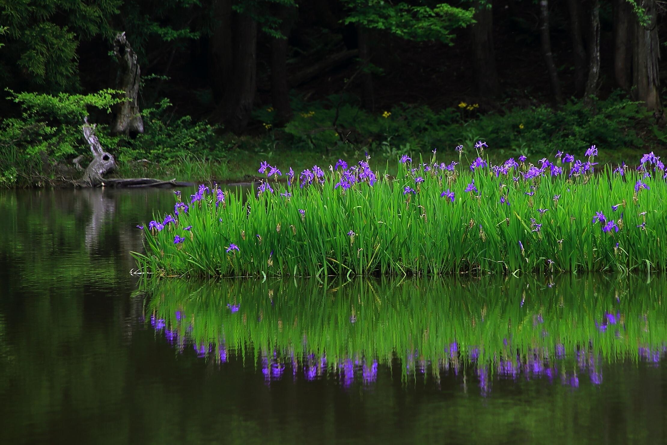 カキツバタ群生地