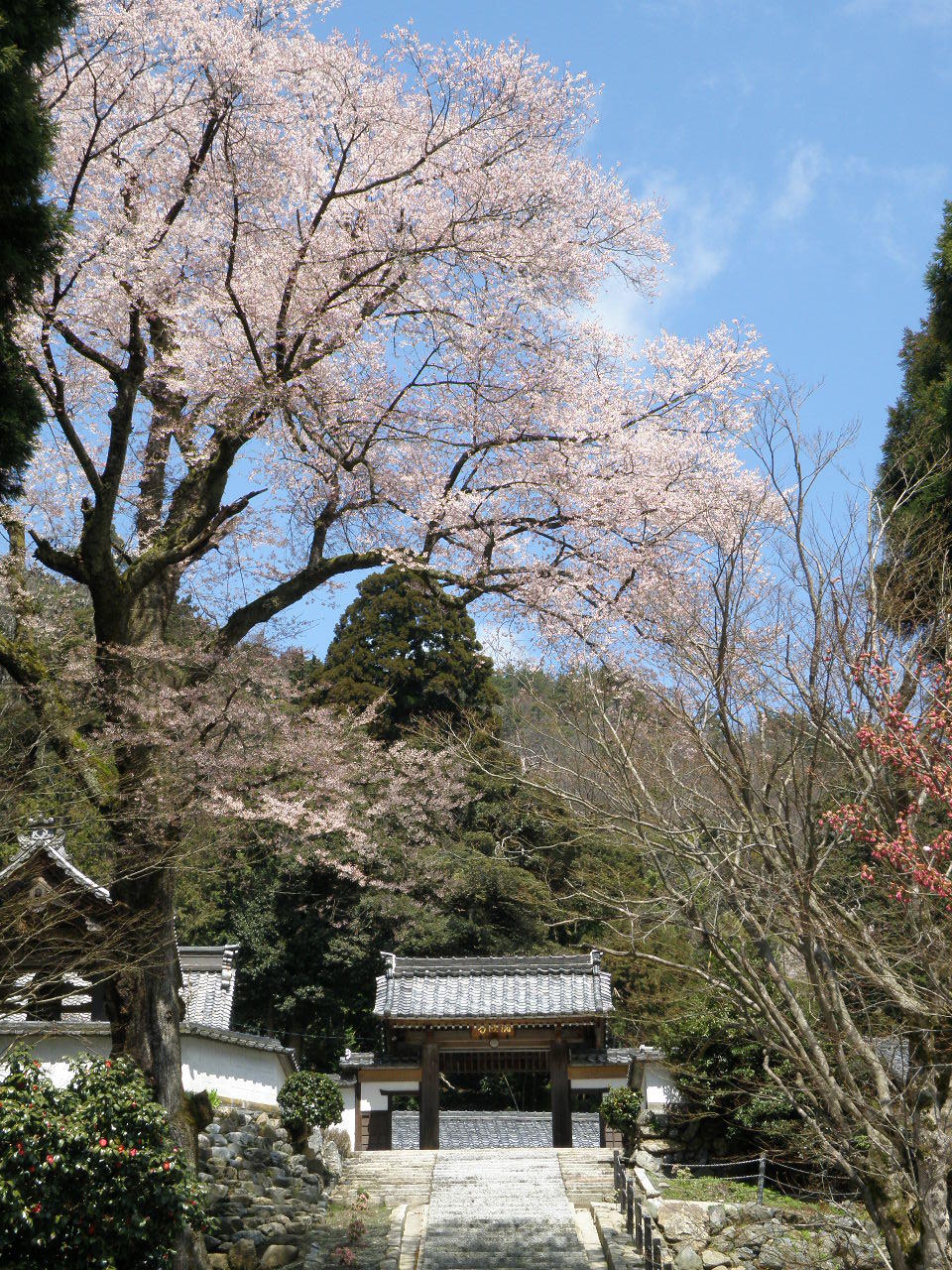 酒波寺のエドヒガン桜