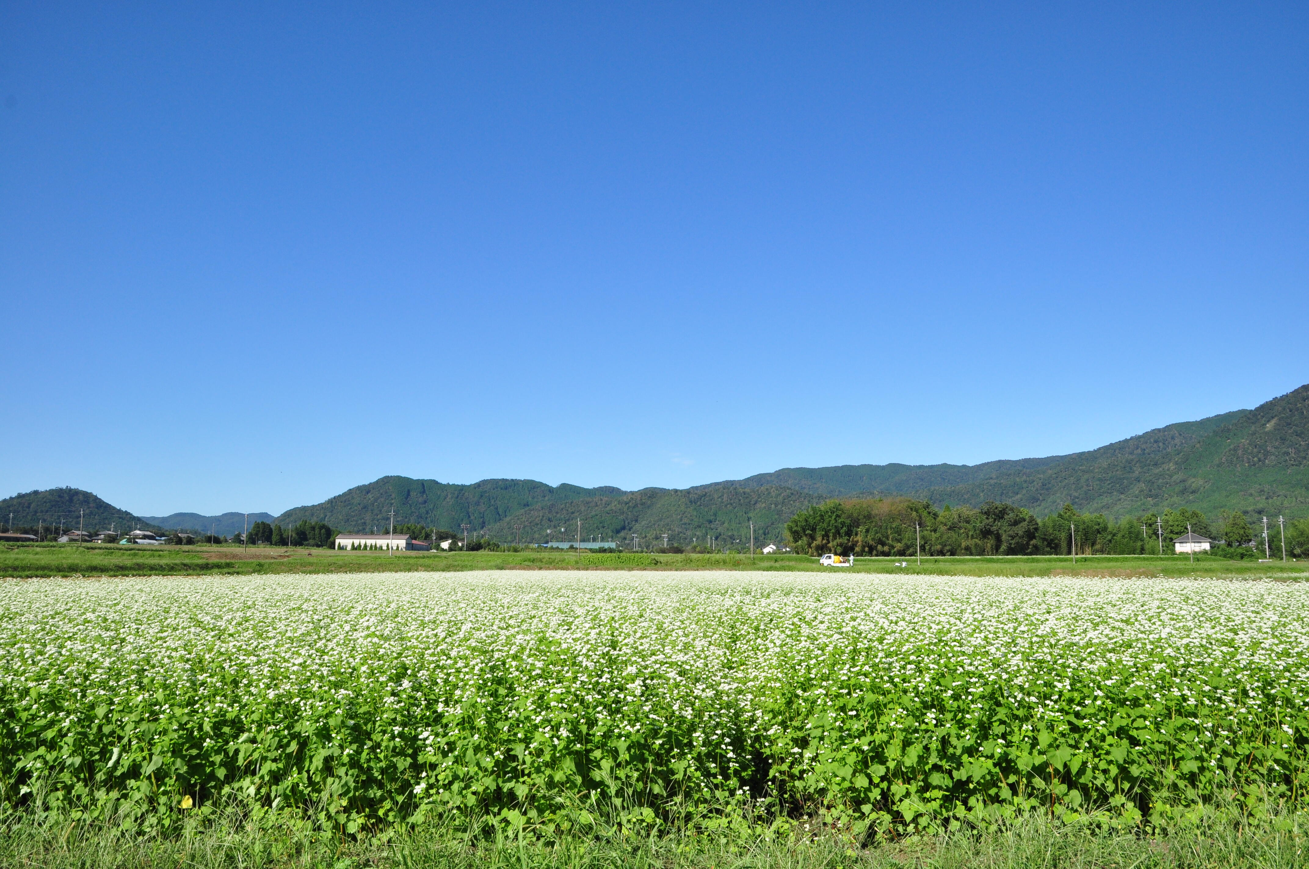 箱館山麓のそば畑