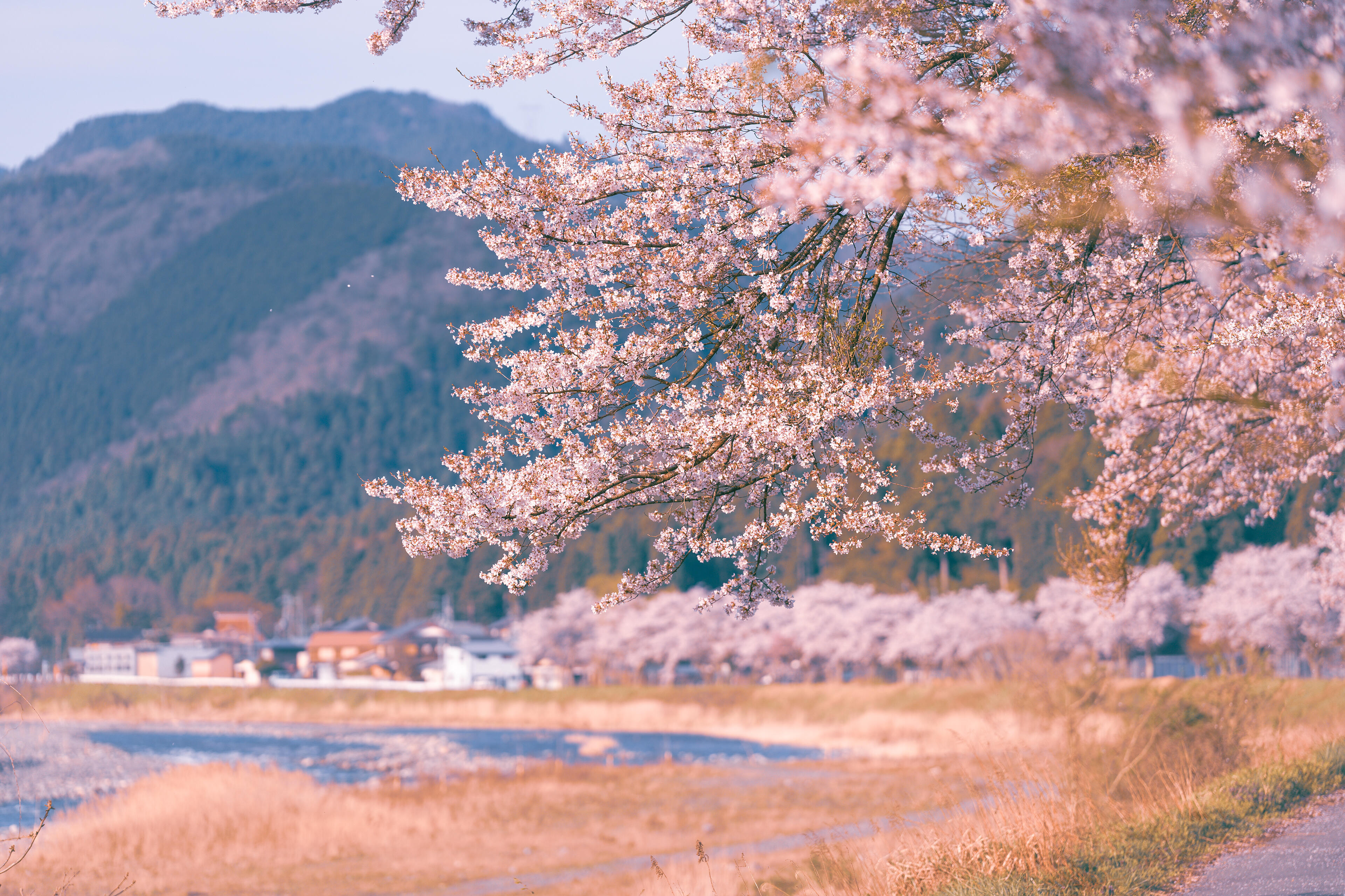 朽木の桜