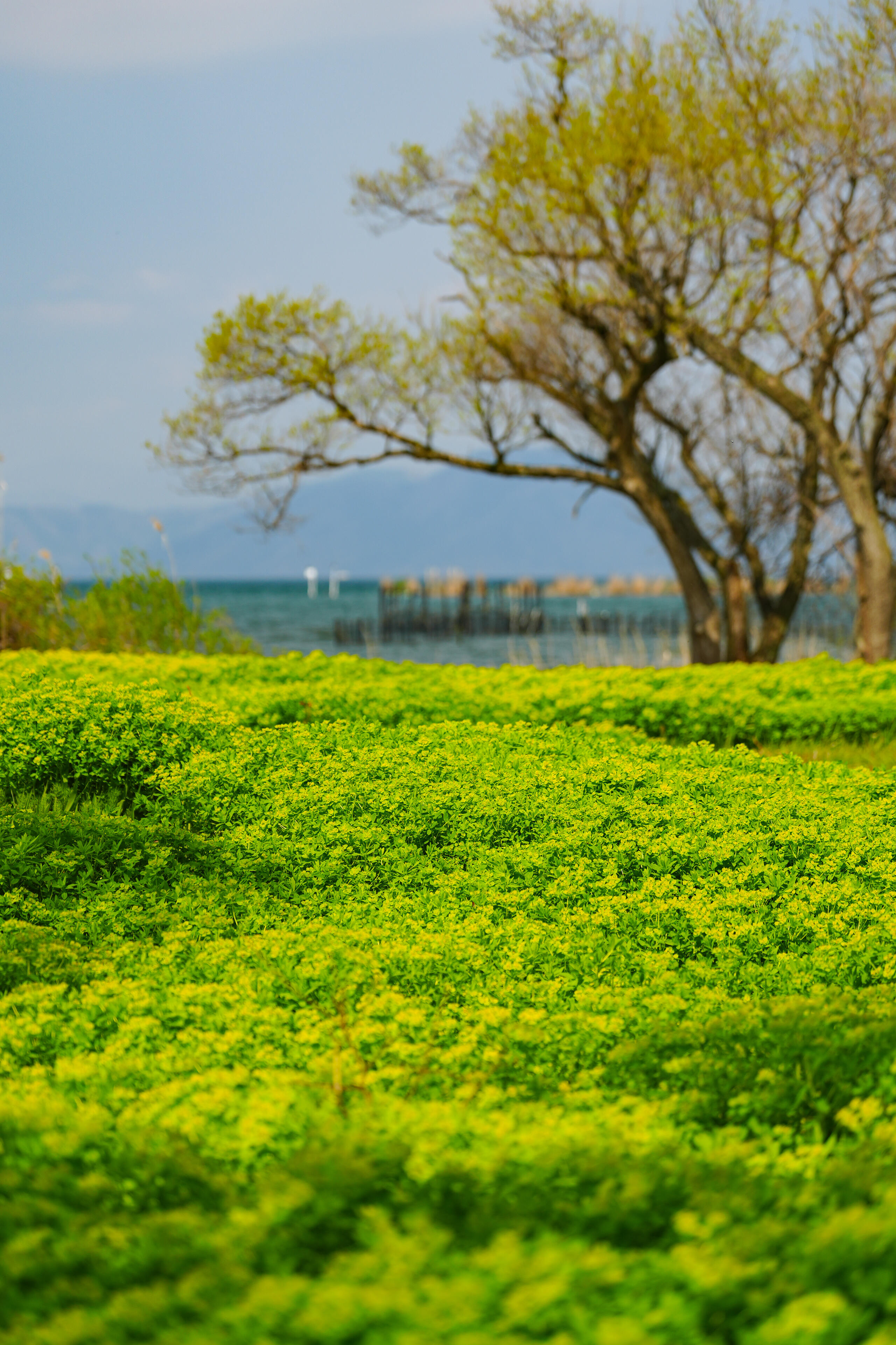 ノウルシ群生地