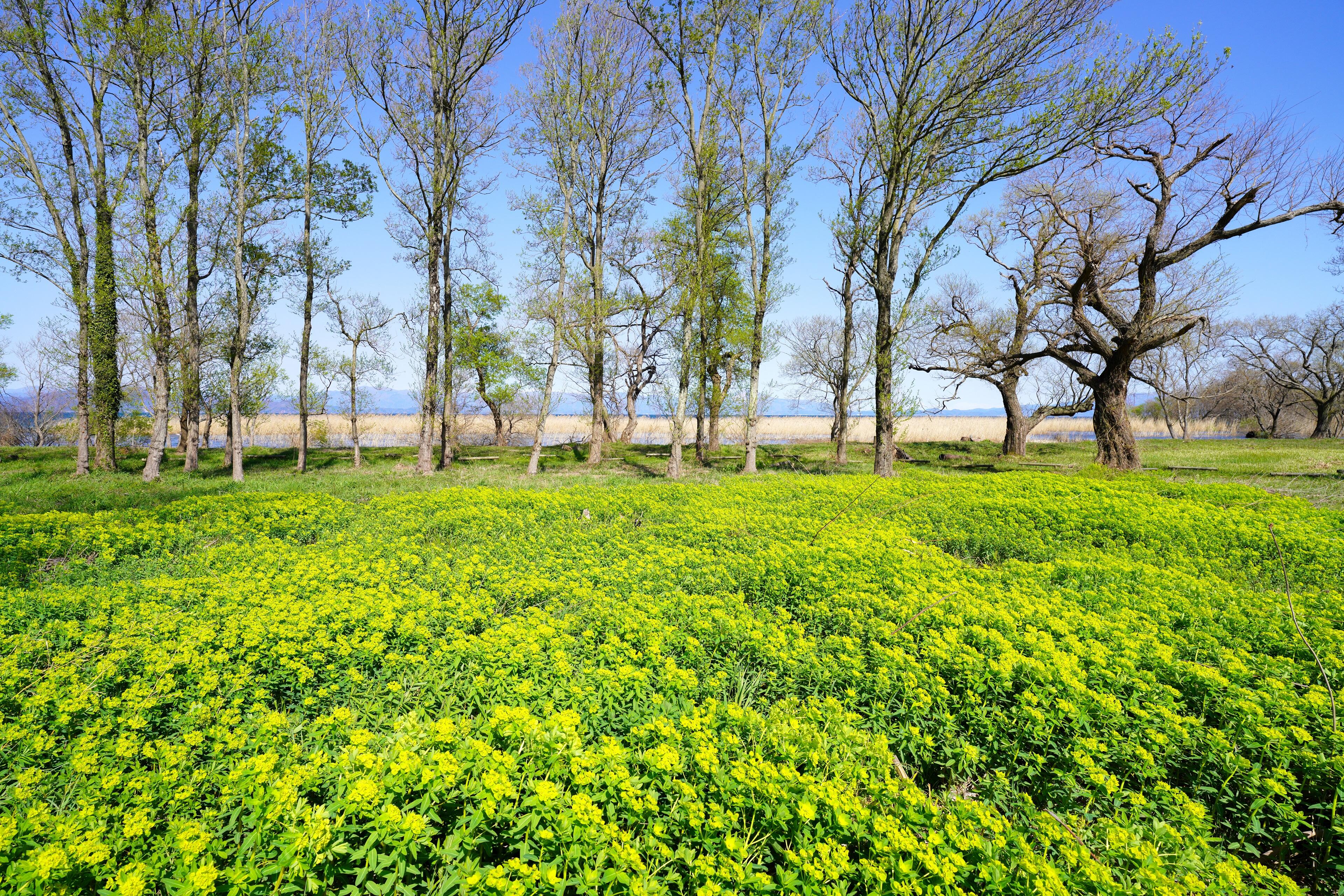 ノウルシ群生地