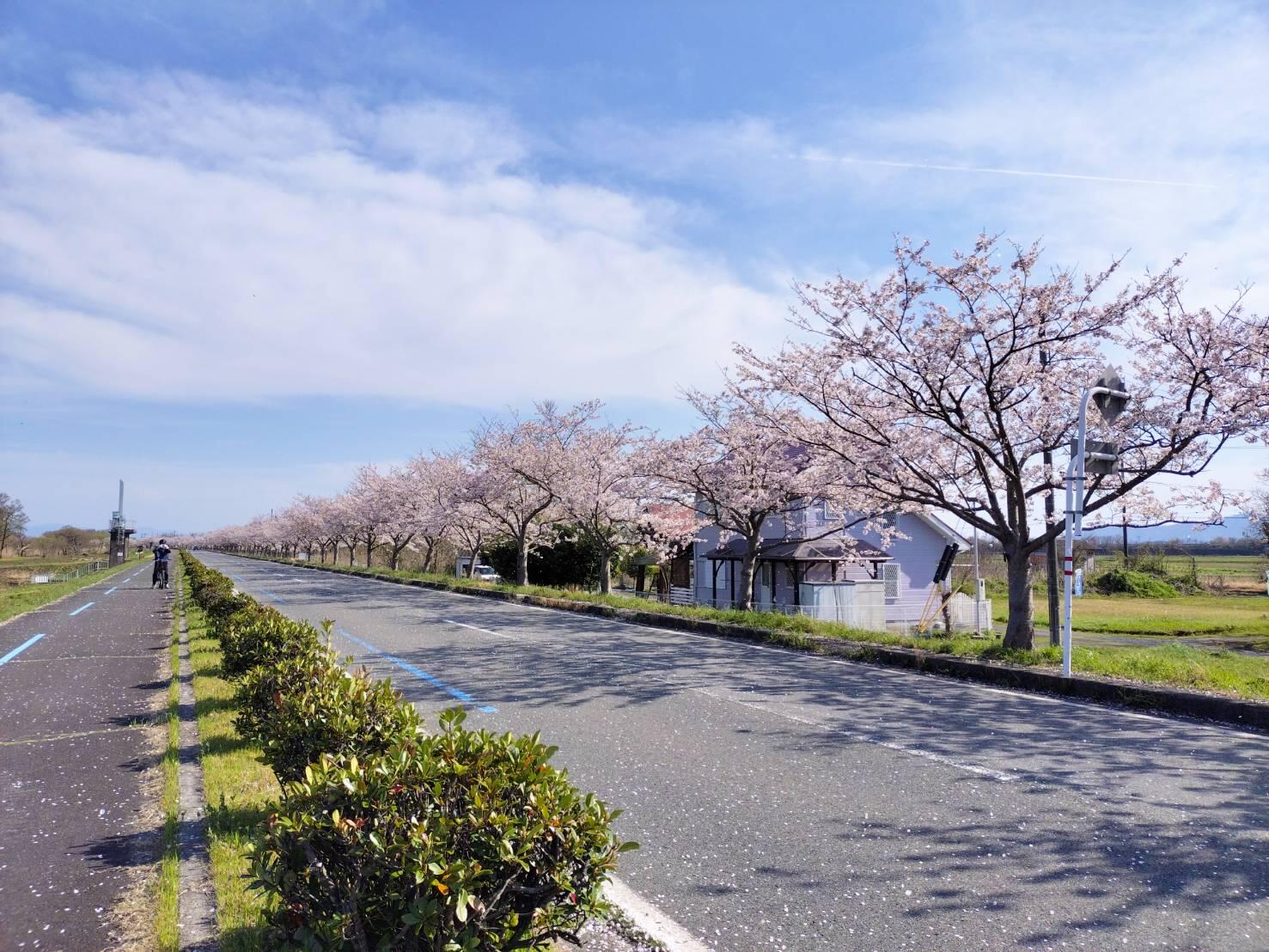 風車街道の桜