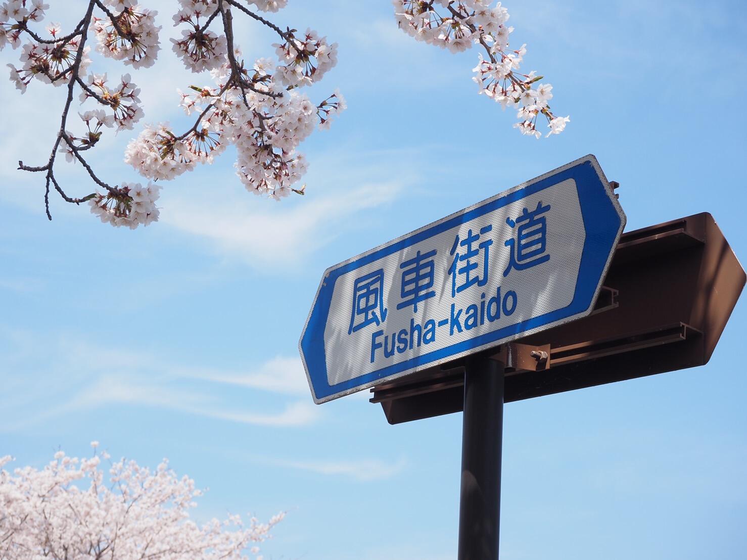 風車街道の桜