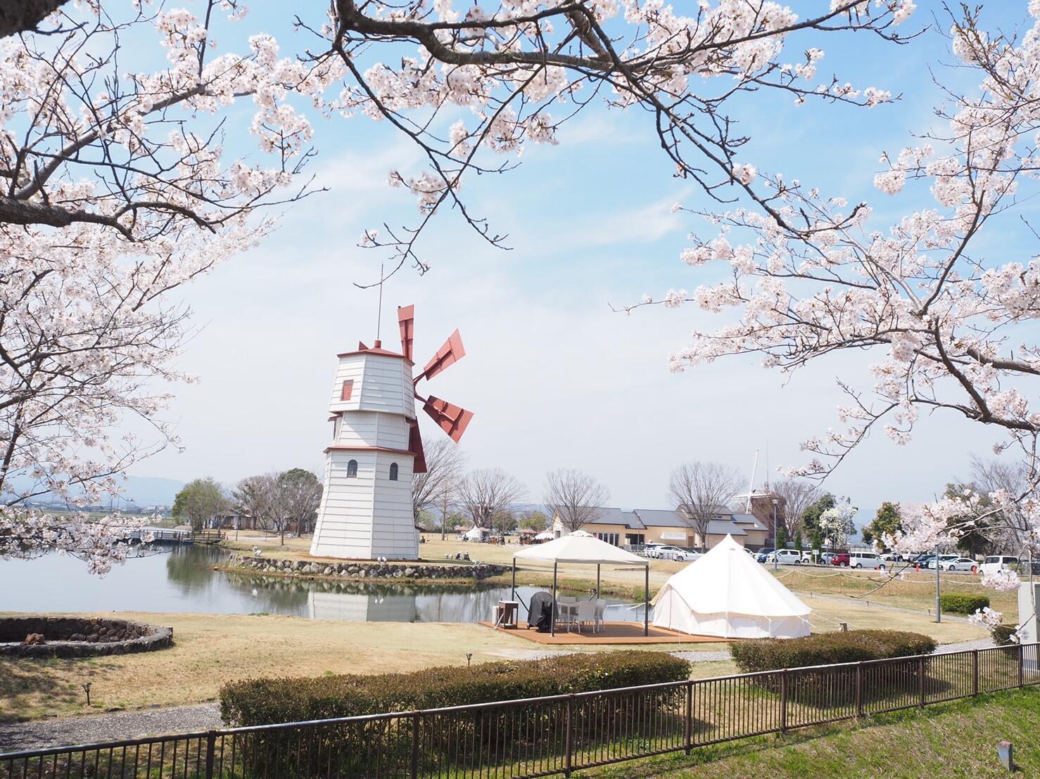 風車街道の桜