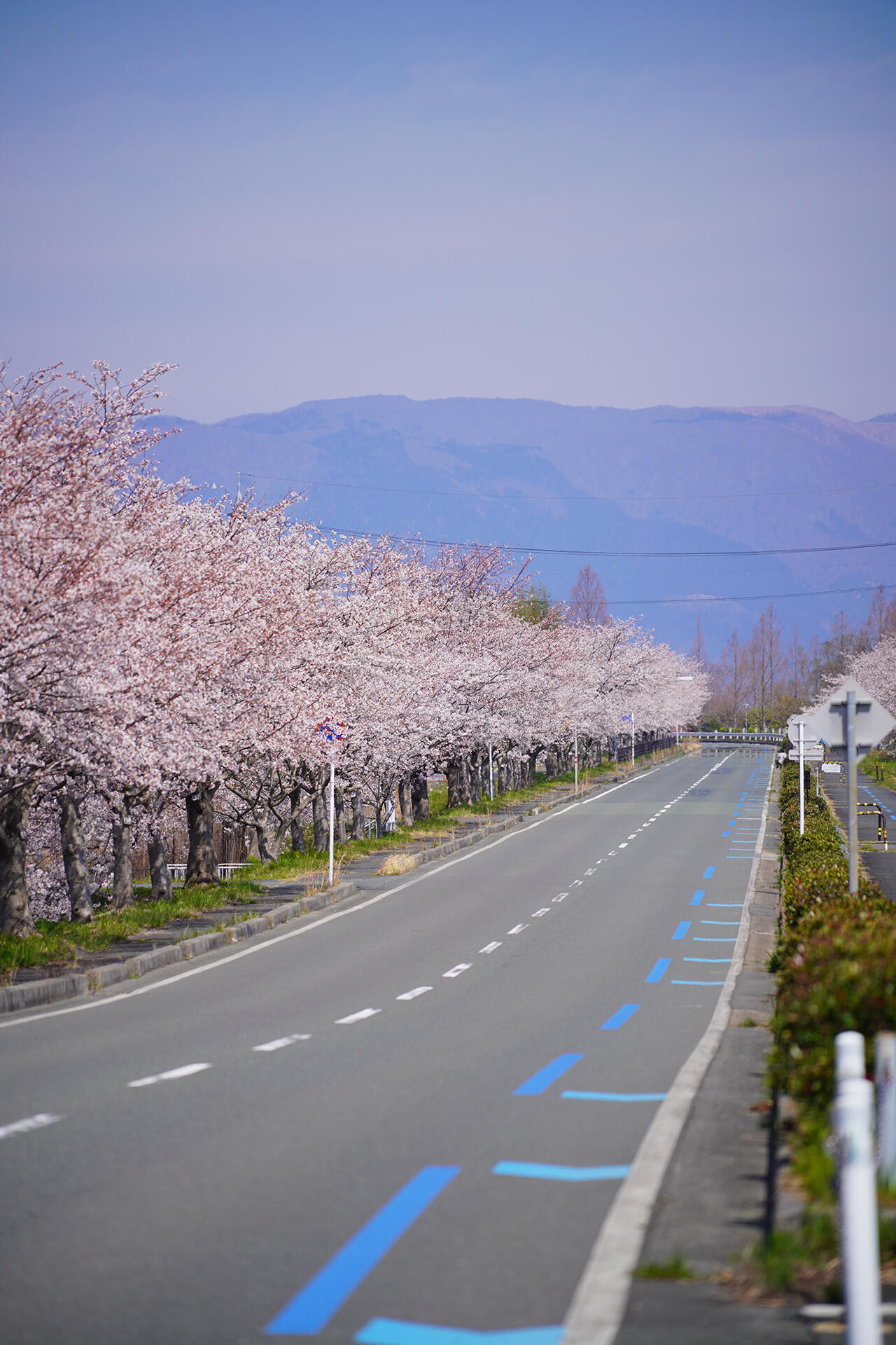 風車街道の桜