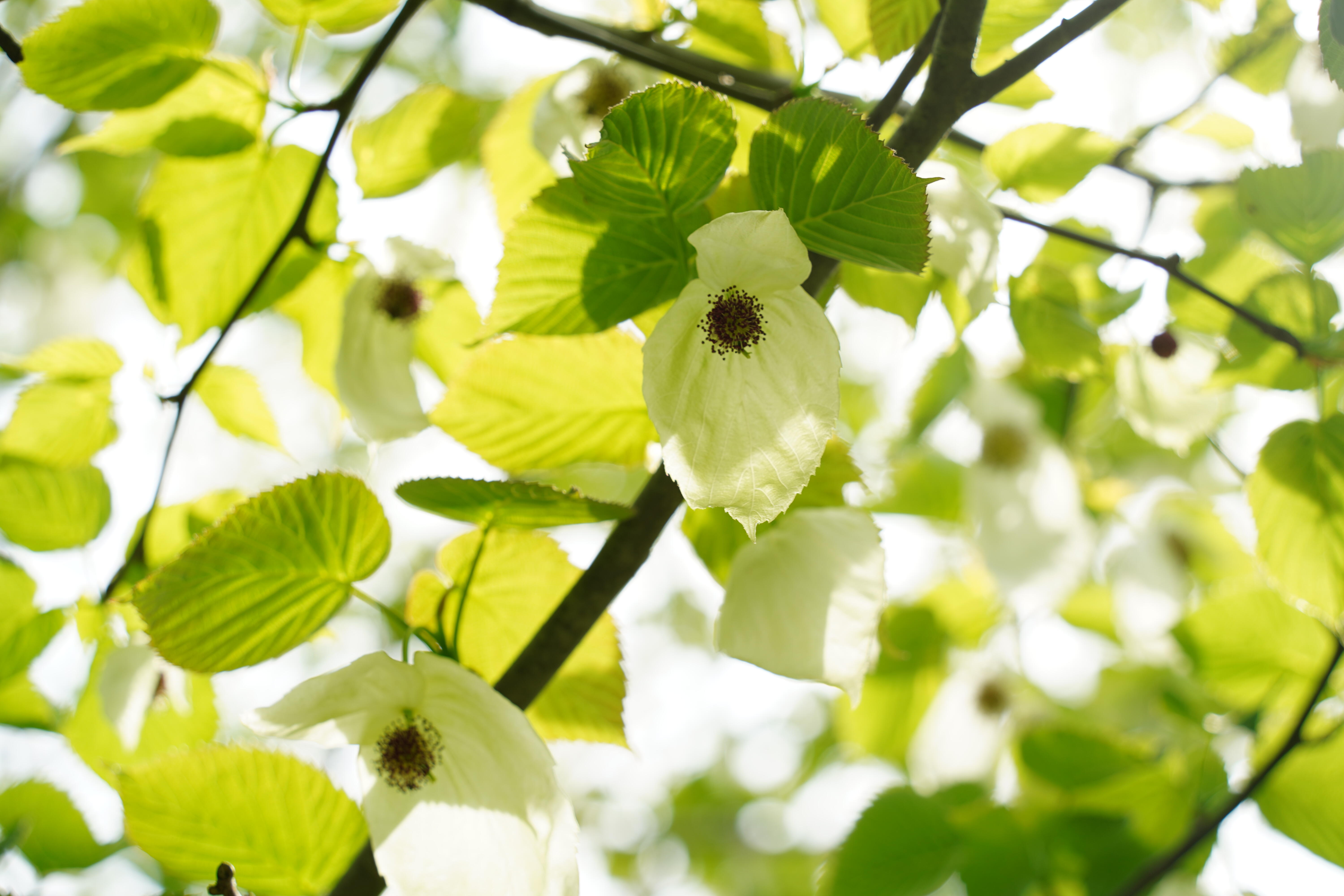 森林公園くつきの森