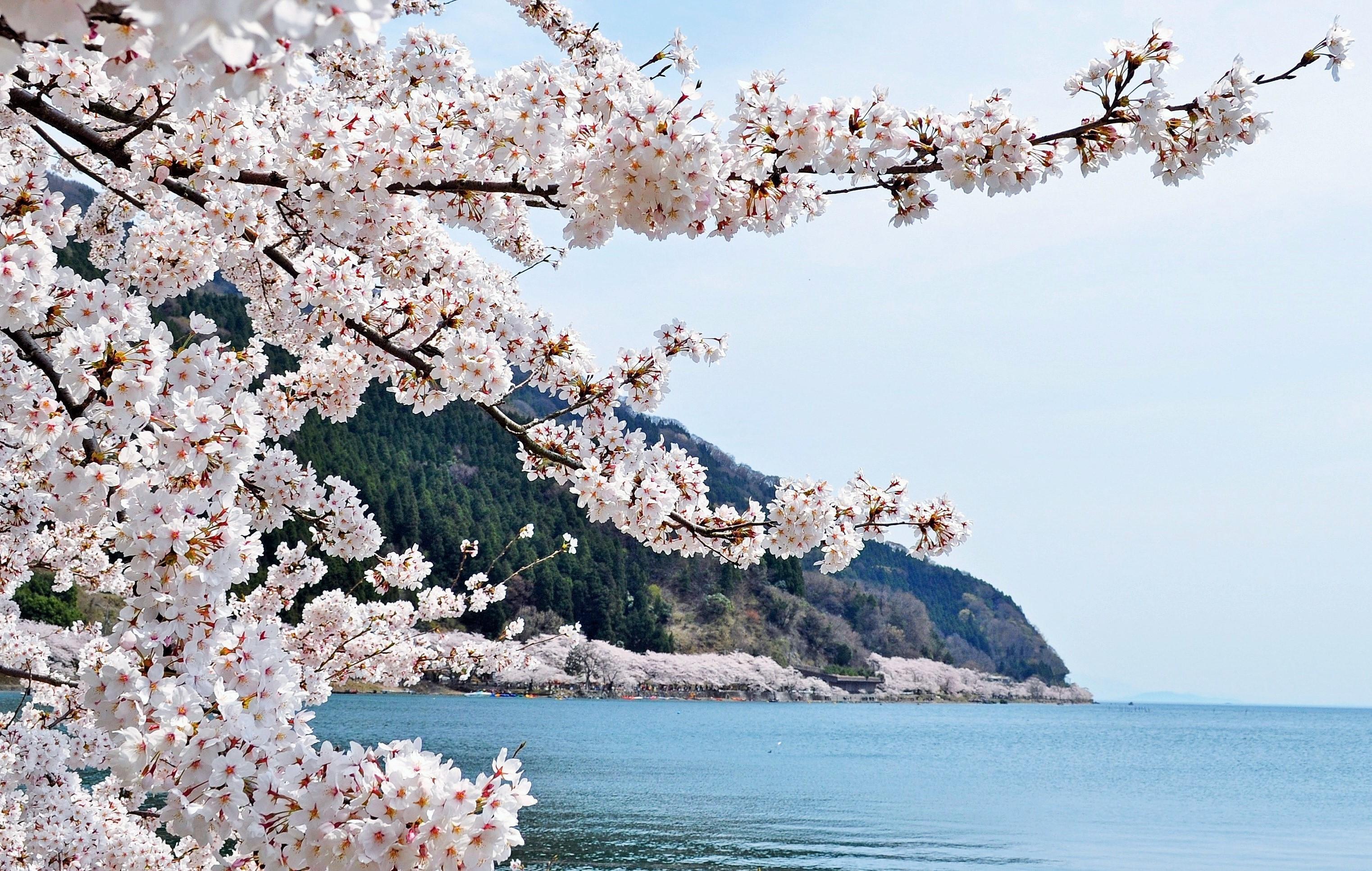 海津大崎櫻花