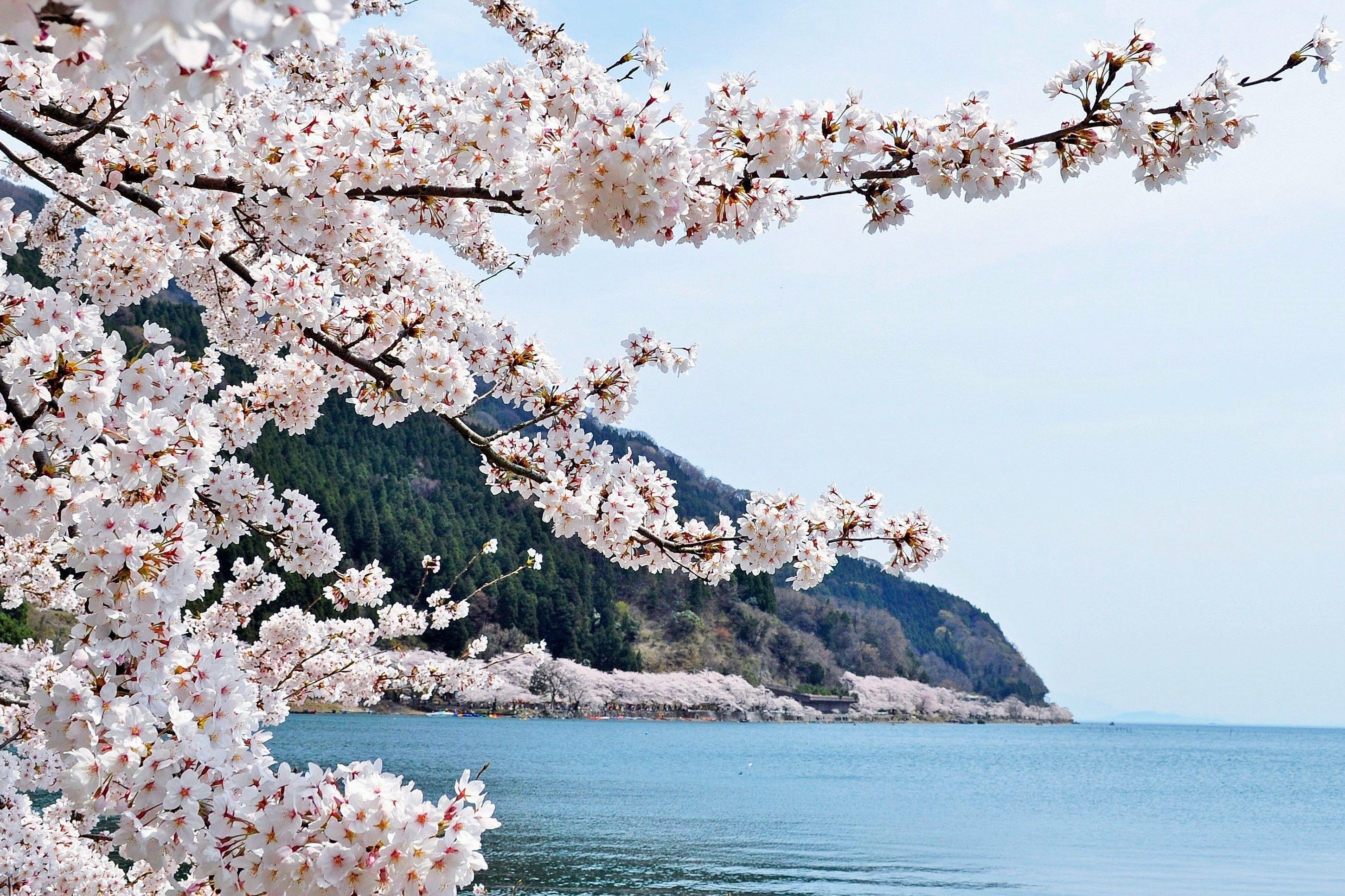 海津大崎櫻花