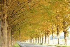 メタセコイア並木紅葉まつり