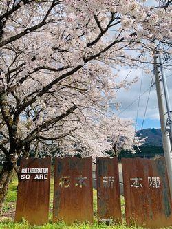 朽木の桜.jpg