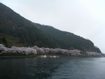 sakura02.JPG