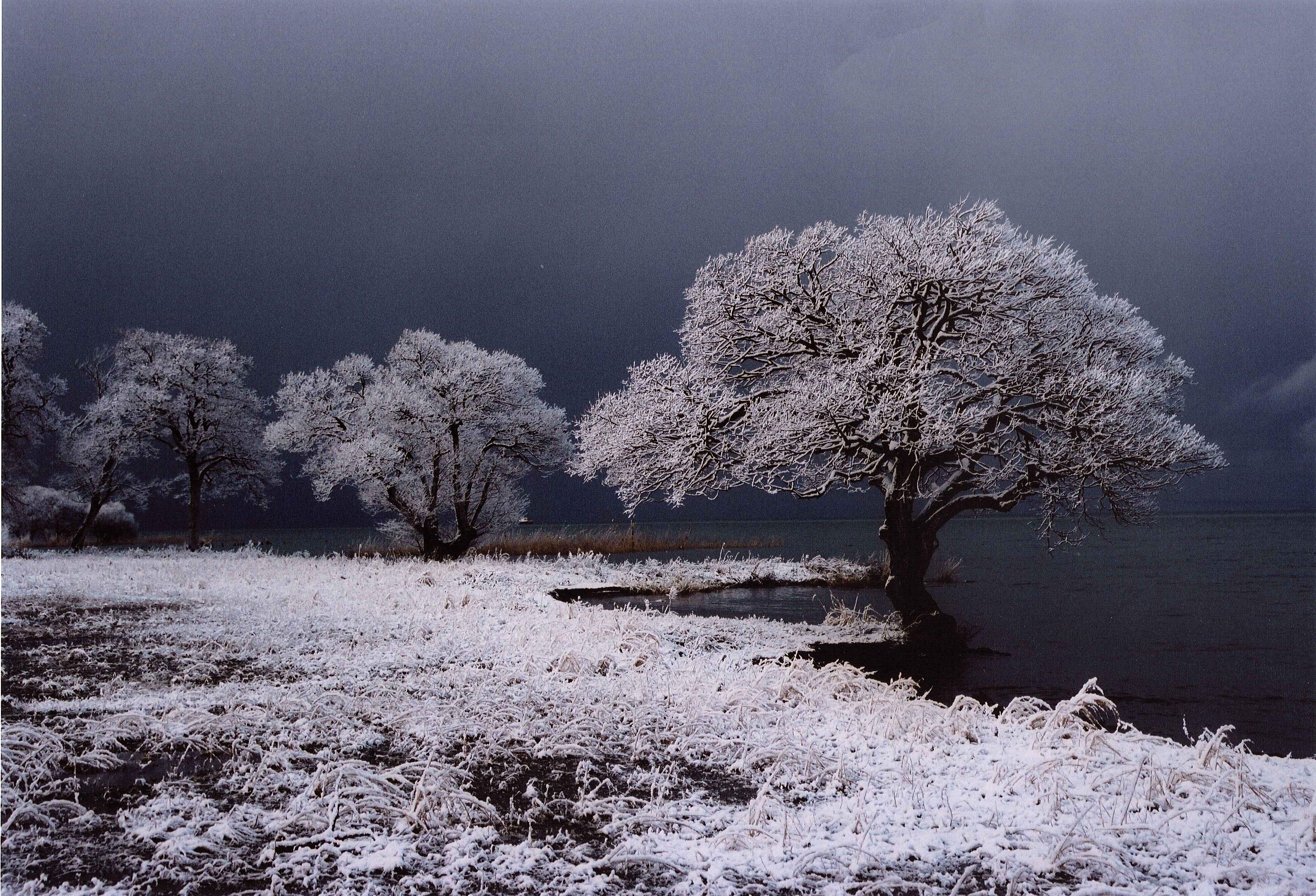 湖辺の冬樹