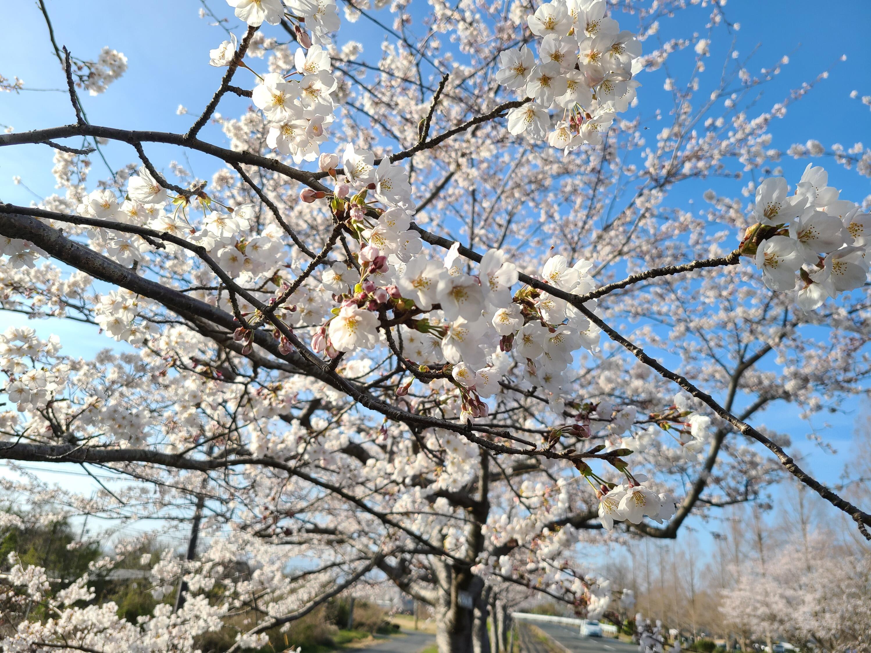しんあさひ風車村さくら祭り2026