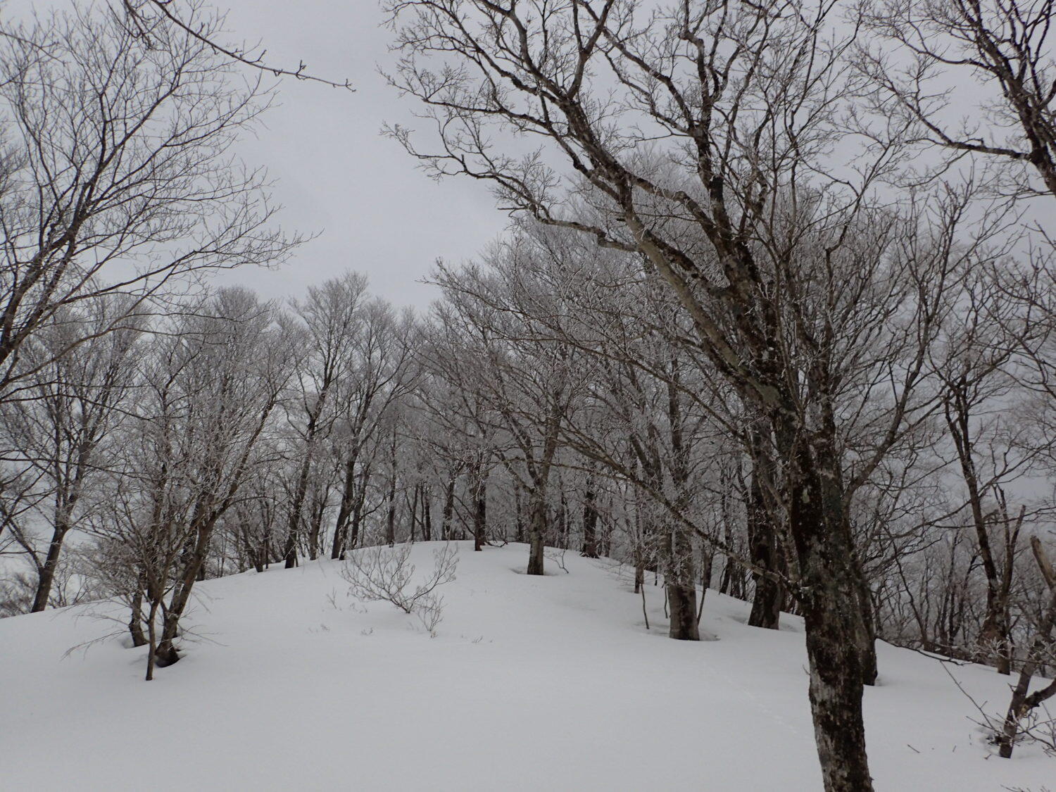 冬のブナ林三選をスノーシューで楽しむ　第3回　白銀のブナ林の駒ヶ岳