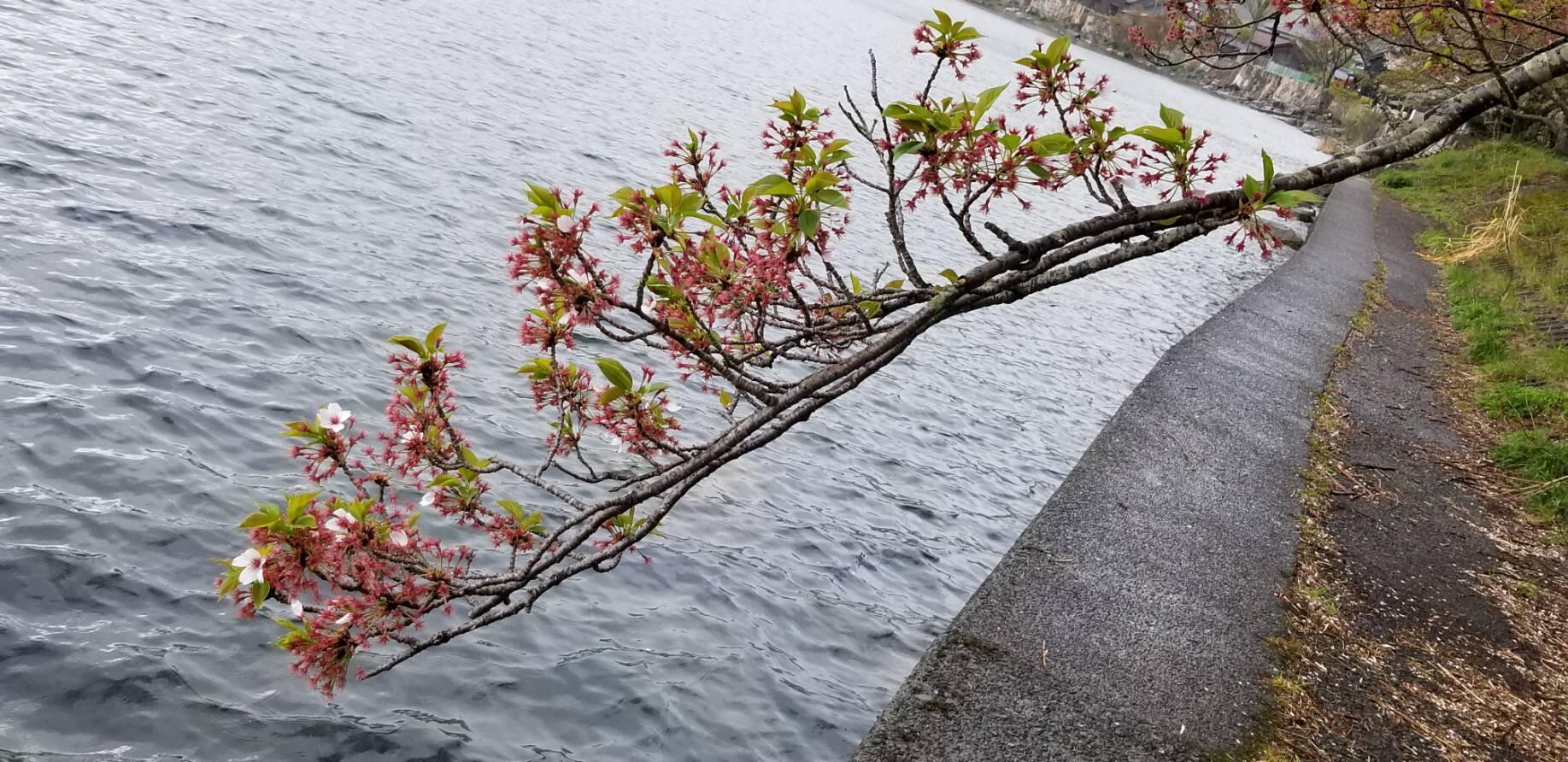 海津大崎の桜 びわ湖高島観光ガイド