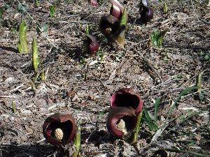 DSCF1723.jpg