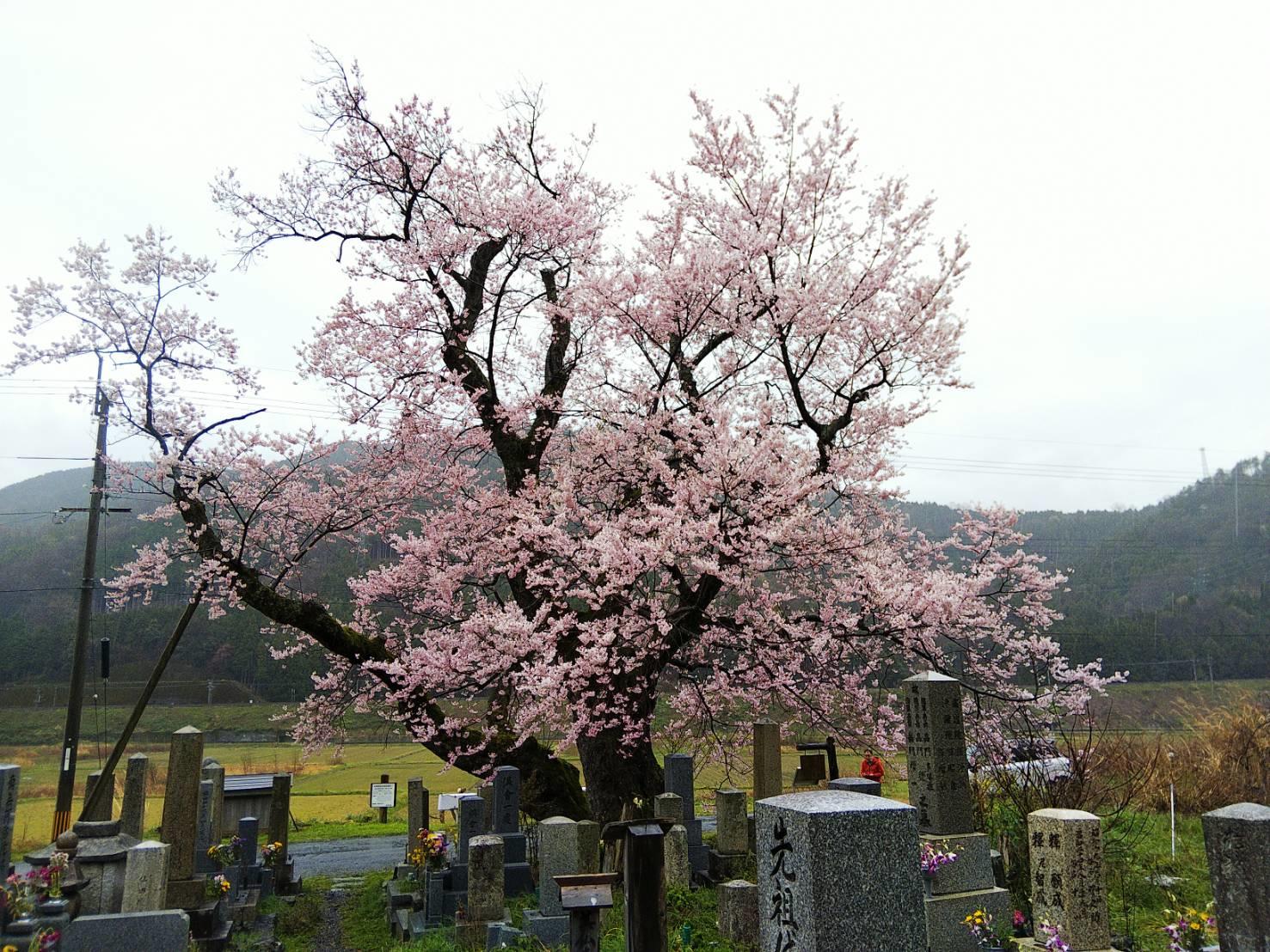 高島 桜だより びわ湖高島観光ガイド