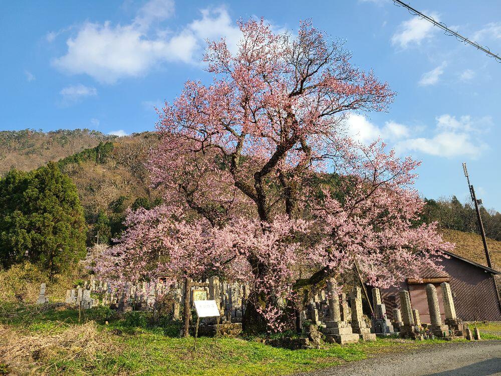 桜情報 清水の桜は五分咲き びわ湖高島観光ガイド