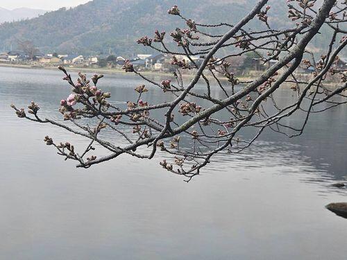 海津大崎の桜1.jpg