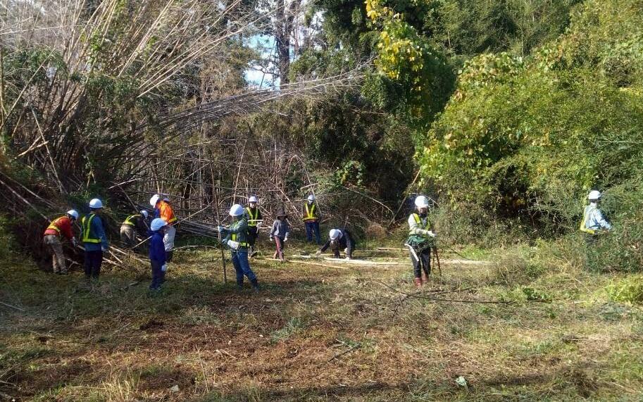 春の竹林整備