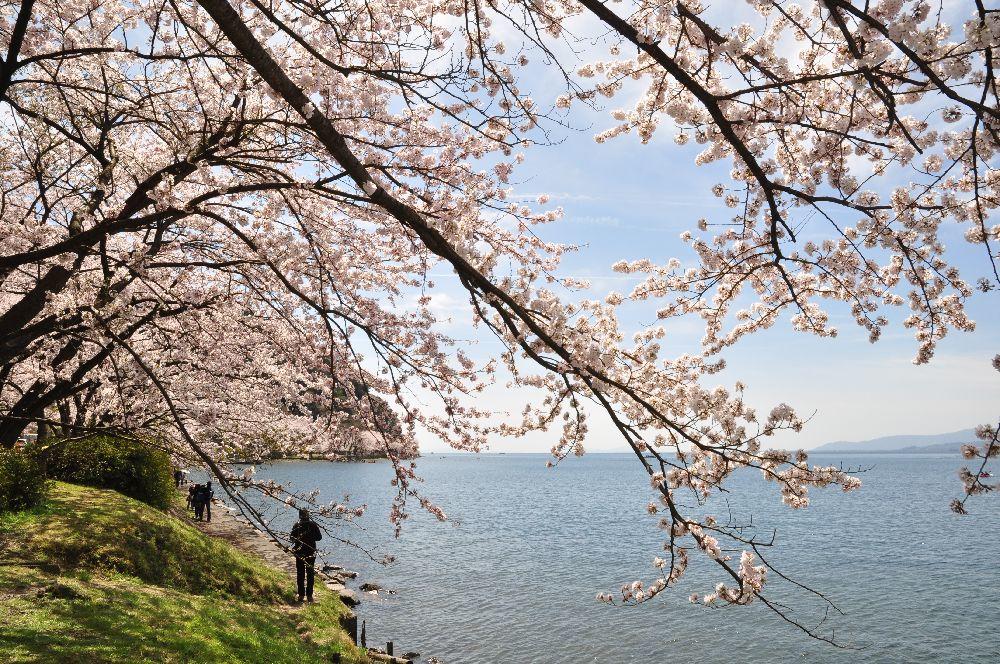 花めぐり・歴史ハイク　万路越・東山・海津大崎の桜ハイキング